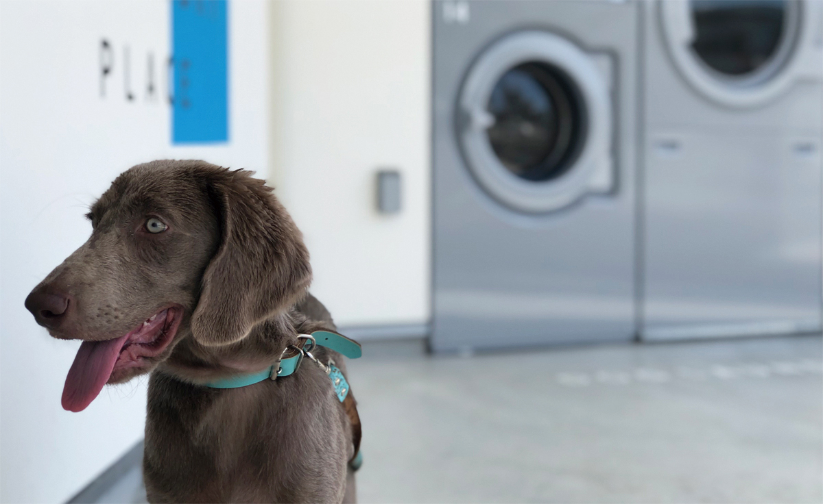 ドッグランドリーのイメージ画像